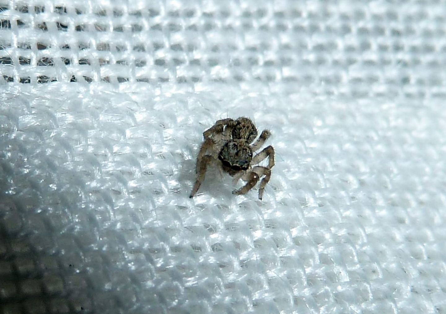 Pseudeuophrys sp. - Cassano Magnago (VA)